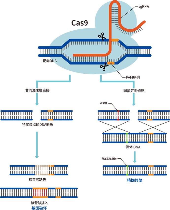 擎科生物